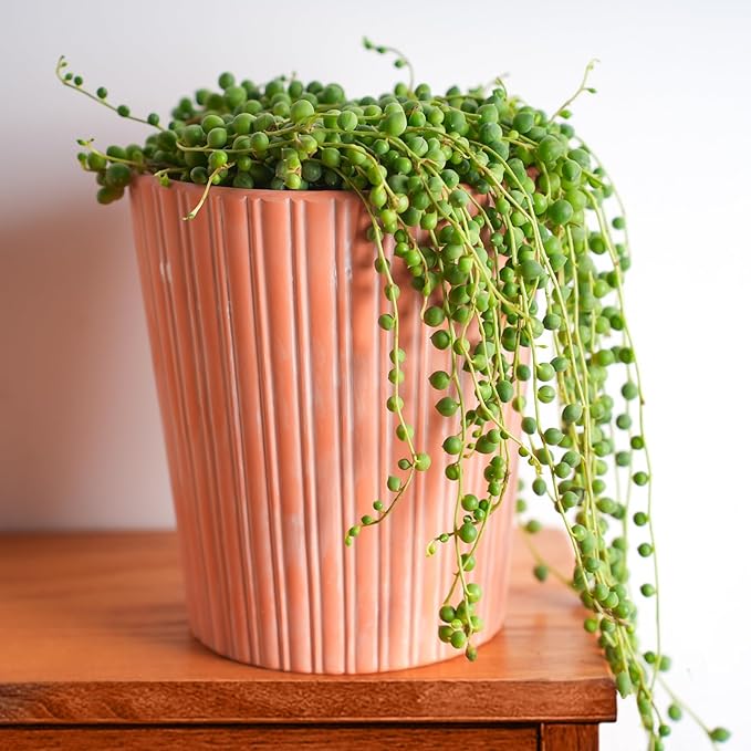Sprout N Green Live Mini Succulent Plant, 2in String of Pearls, 1 Pack Rare Fully Rooted in Pot, Real House Plant for Home Office Wedding Decoration DIY Projects Party Favor