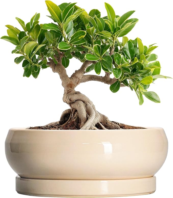 EPFamily Small Bonsai Pots - 6 Inch Ceramic Succulent Planters for Indoor Plant Outdoor, Shallow Planter with Drainage Hole and Saucer, Round Succulent Pots, Kitchen Decor, Gifts for Women Men, Beige