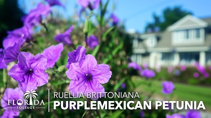 Mexican Petunia Purple | 20 Live Plants | Ruellia Brittoniana | Purple Flowering Landscape Pollinator | Heat Tolerant Groundcover | Outdoor Perennial for Gardens Borders Walkways Containers