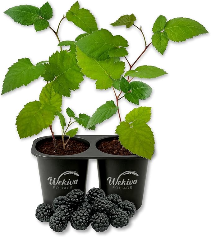 Columbia Star BlackBerry Plant - 2 Live Starter Plants - Rubus - Edible Fruit Bearing Bush for Patio and Garden