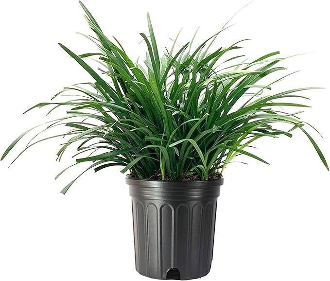 Liriope Big Blue | 3 Large Gallon Size Plants | Liriope muscari | Lavender Blue Flowers | Evergreen Ground Cover for Shade | Landscape Borders for Walkways and Beds