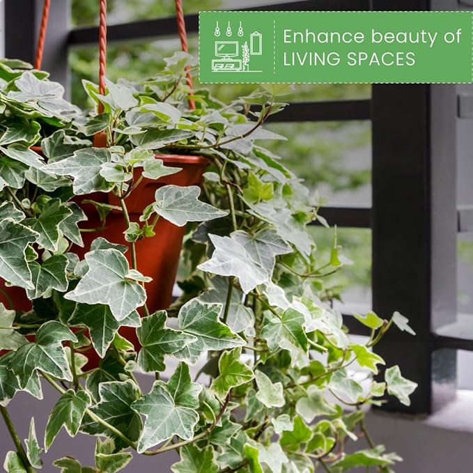 American Plant Exchange Variegated English Ivy – 6-Inch Pot – Live Easy Care Trailing Houseplant with Green & White Leaves for Hanging Baskets, Indoor Planters, Home & Office Décor