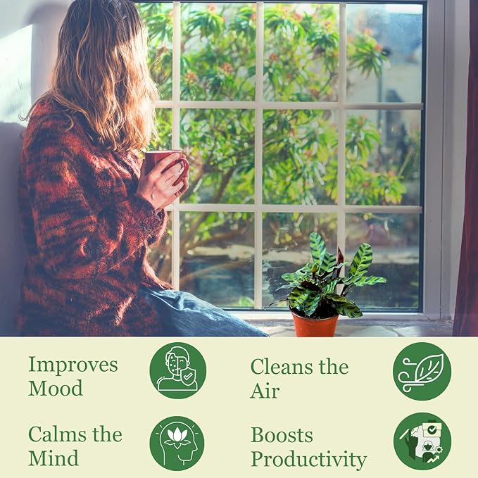 Rattlesnake Calathea Plant in 4" Pot - Live Rattlesnake Plant - Pet Safe Air Purifying Indoor Outdoor House Plants Flowers for Home Office Wedding Decor & Birthday Gift (Large)(Heat Pack Included)