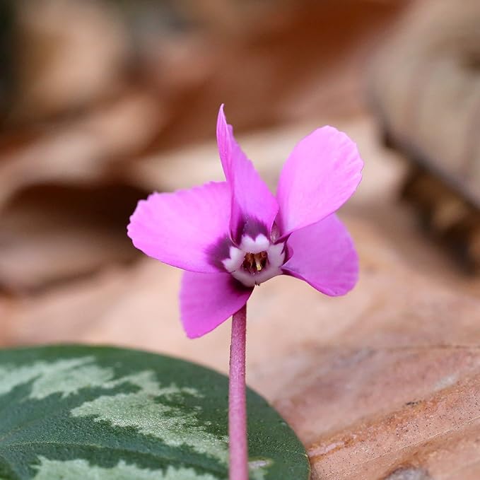 Easy to Grow Cyclamen 'Coum' Plant Bulbs (3 Pack) - Pink-Purple Flowers Above Silver-Green Foliage Winter to Spring Gardens Indoor Outdoor