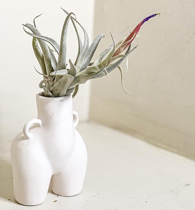 ragnaroc Air Plants - Venner Gift Box Large 4" - 7ct - Live Arrival Guaranteed - House Plants for Home Decor & Gift
