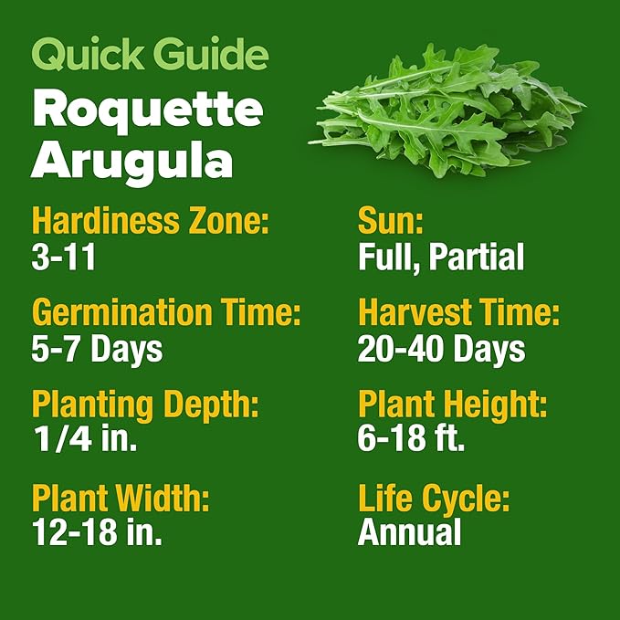 HOME GROWN Arugula Seed 2 Pack – 4350 Vegetable Seeds – Non GMO Ideal Seeds for Hydroponic Garden Indoor – Premium and Heirloom Arugula Seeds for Planting (Eruca vesicaria)