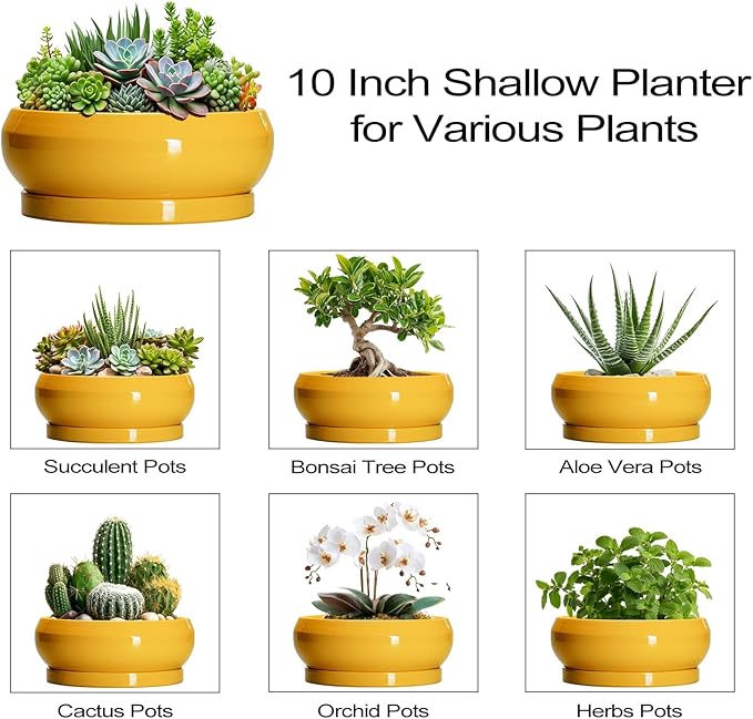 EPFamily Succulent Pots 10 Inch - Ceramic Bonsai Pots with Drainage Hole and Tray, Shallow Plant Pot Indoor Outdoor, Modern Bonsai Tree Pot, Round Planter Bowl, Home Decor, Housewarming Gift, Yellow