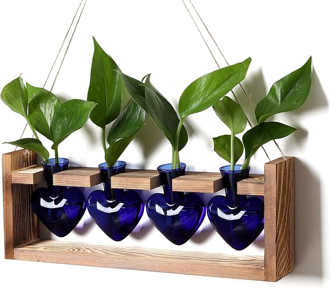 CYZglass Heart Plant Terrarium Kit Gift for Women Plant Lover Glass Vases