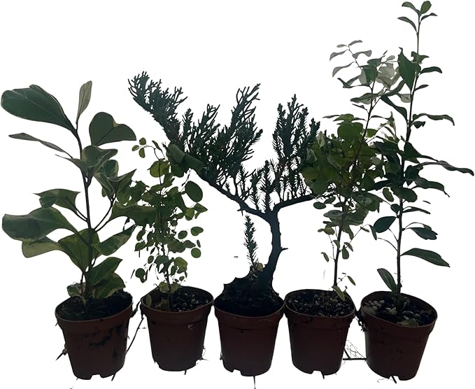 Zen Living Bonsai Assortment - 5 Plants 2" Pots