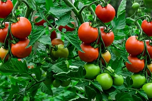 PlantVantage Concentrated Tomato Plant Food – Liquid Fertilizer with Humic Acid & Zinc, Liquid Plant Food Supporting Strong Roots, Bigger Blooms & Higher Yields, Easy Root Feed or Foliar Spray – 1 Gal