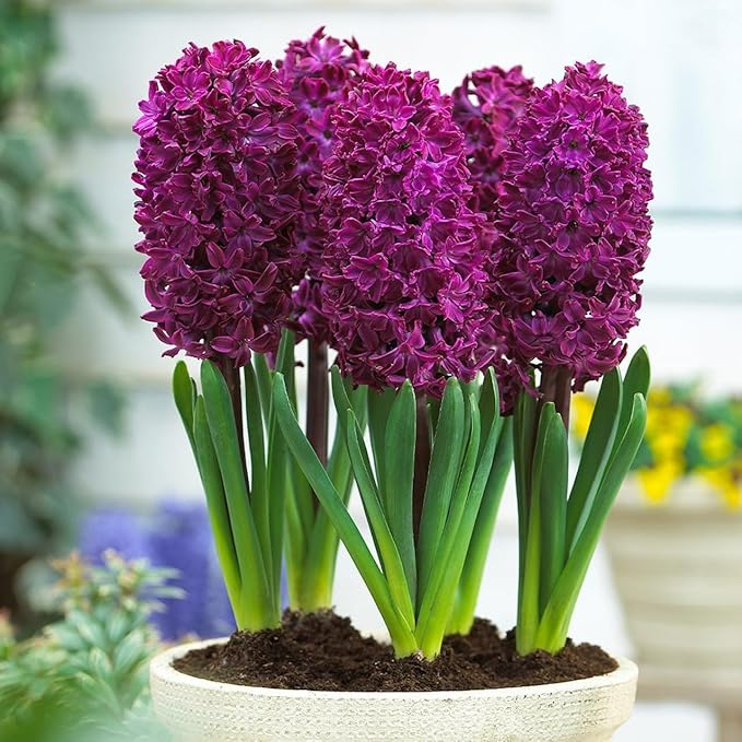 Hyacinth Woodstock Bulbs - Perennial Hyacinthus Orientalis 'Woodstock' | Fragrance Flowers - Easy to Grow Hyacinth (25 Pack)