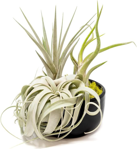 Air Plant Shop Large Assembled Air Plant Bowl Garden - Wholesale and Bulk - Succulents - Live Tillandsia - Easy Care Indoor and Outdoor House Plants (1 Xerographica and 2 Large Air Plants)