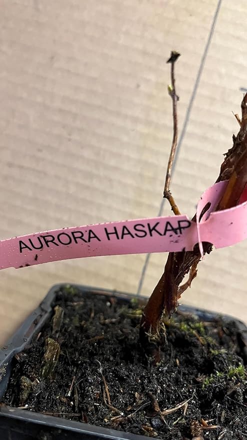 1 Litter Pot Honeyberry ‘Aurora’ (Lonicera caerulea VAR.edulis) 1 Plant 12-18” Tall Haskap