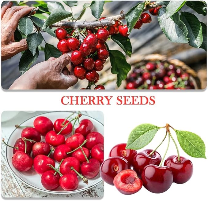 200+ Mix Dwarf Bonsai Fruit Tree Seeds for Planting, 4 Variety Individual Packs, 50+ Lemon Tree Seeds 50+ Cherry Tree Seeds 50+ Orange Tree Seeds 50+ Apple Seeds Organic Heirloom Fruit Seeds