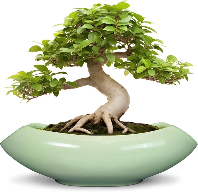 Teagas Ceramic Bonsai Pots - Large Succulent Planter 18 Inch Plant Pot Indoor Succulent Pot with Drainage Hole Outdoor Planter Bonsai Tree Pot for House Home Garden Decor Green