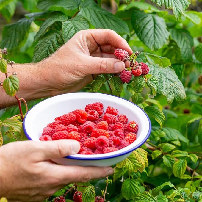 200+ Seed Red Raspberry Fruit Seeds for Planting Outdoor-Sweet Berry Seeds Non GMO Heirloom Rare Fruit Plant in Home Garden