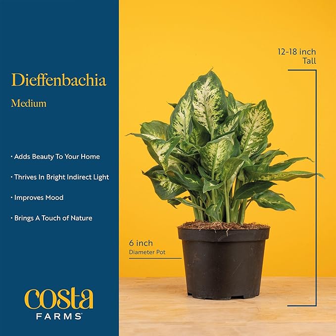 Costa Farms Dieffenbachia Live Indoor Plant, Easy to Grow Houseplant, Potted in Indoors Garden Nursery Plant Pot, Potting Soil Mix, Grower's Choice, Home and Office Plants Decor, 1 Foot Tall