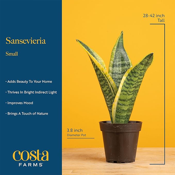 Costa Farms Snake Plant, Live Plant in Decorative Pot, Easy to Maintain, Small Air Purifying Succulent Indoor Houseplant, Assorted Variety, Perfect for Home, Room, or Office Décor, 8-12 Inches Tall