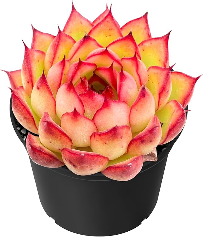 Sprout N Green Echeveria Firefly, Live Rare Succulent Potted 2" Planter, Real House Plant for Party Favors Home Indoor Outdoor Garden Wedding Decoration DIY Projects