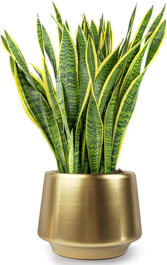 Gold Planter Flower Pots 6 inch Decorative Plant Pots for Indoor Gold Brass Succulent Plant Pots Containers (Dia 6 inch), Small 5.9‘’