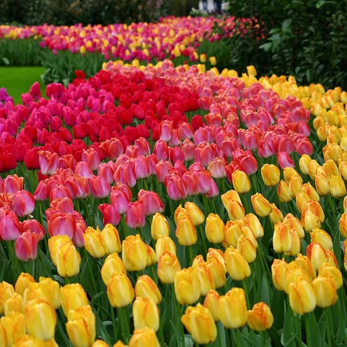 100 Mixed Tulip Flower Bulbs – Bulk Pack of Colorful Tulips for Spring Blooms – Easy Fall Planting - Plant in Gardens, Borders & Flowerbeds - Bulb Size 11/12cm - Willard & May