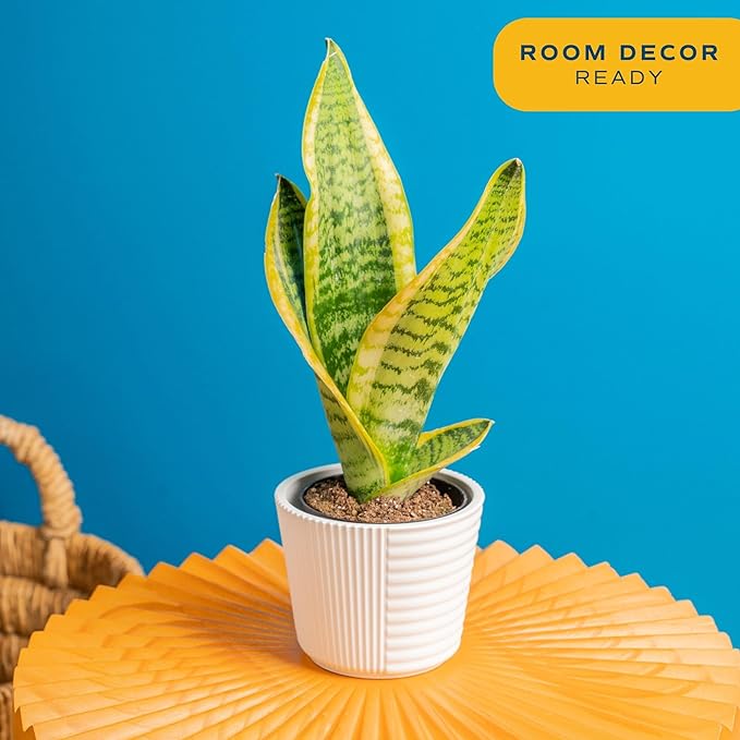 Costa Farms Snake Plant, Live Plant in Decorative Pot, Easy to Maintain, Small Air Purifying Succulent Indoor Houseplant, Assorted Variety, Perfect for Home, Room, or Office Décor, 8-12 Inches Tall
