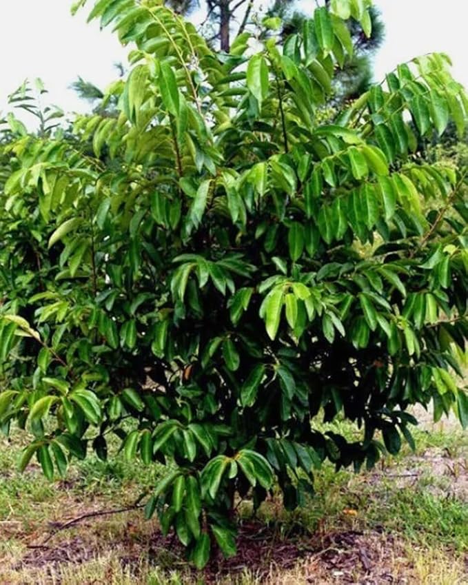 10PCS Custard Sugar Apple Fruit Tree Seeds Annona Squamosa Tropical Sweetsop Plant Fruit Tree Seeds