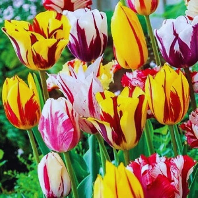 10 Tulip Bulbs for Fall Planting Bulk, Tulip Bulb, Perennial Flower Bulbs for Garden Growing, Tulip Bulbs Bulk (Mix)