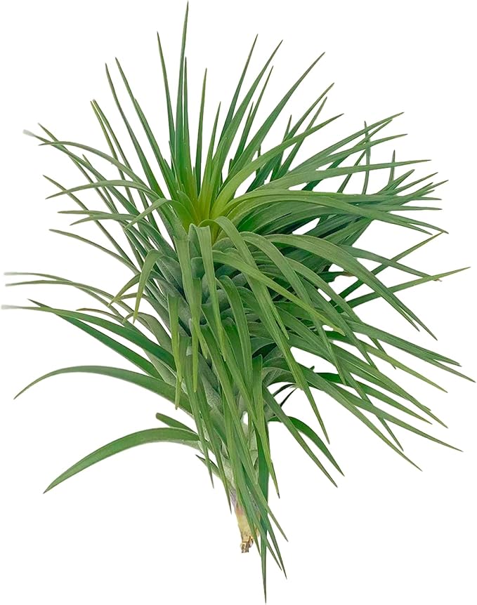 ragnaroc Air Plants - Flowering Tillandsia Pink Paske Large 5" - 1ct - Live Arrival Guaranteed - House Plants for Home Decor & Gift