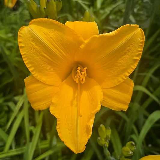 Buttered Popcorn Daylily Flower Bulbs – Large Buttery-Yellow Blooms – Easy-Grow Perennial for Pollinator-Friendly Summer Gardens (Zones 3–9) Fall Planting Spring Blooming