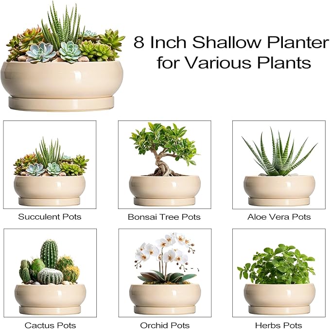 EPFamily Succulent Pots 8 Inch - Ceramic Bonsai Pots with Drainage Hole and Tray, Shallow Plant Pot Indoor Outdoor, Bonsai Tree Pot, Round Modern Planter Bowl, Garden Decor, Gardening Gift, Beige