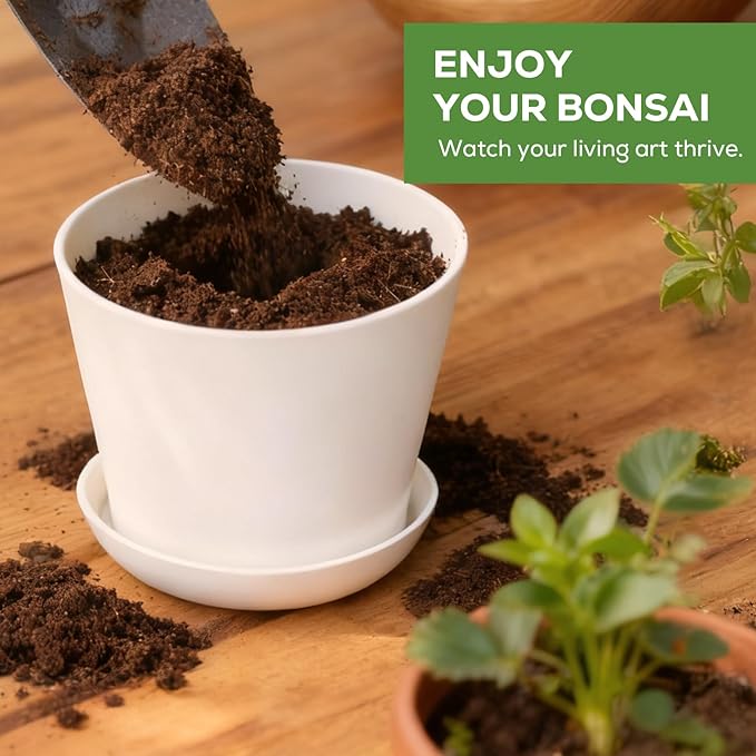 Jacaranda Bonsai Starter Kit – Complete DIY Indoor Growing Kit with Tools, Planter & Guide | Unique Gardening Gifts for Beginners, Women, Men, Mom & Dad | Live Plant Craft Hobby Set
