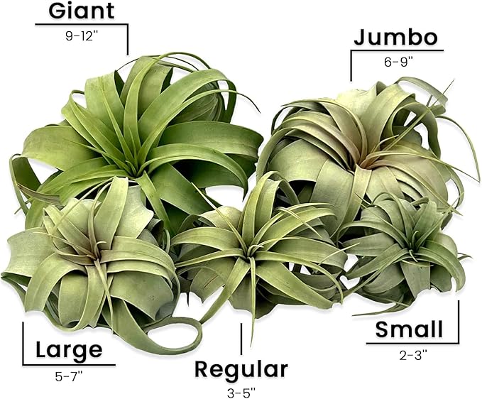 ragnaroc Air Plants - Tillandsia Xerographica, Small 2-3” - 2ct - Live Arrival Gauranteed - House Plants for Home Decor & Gift