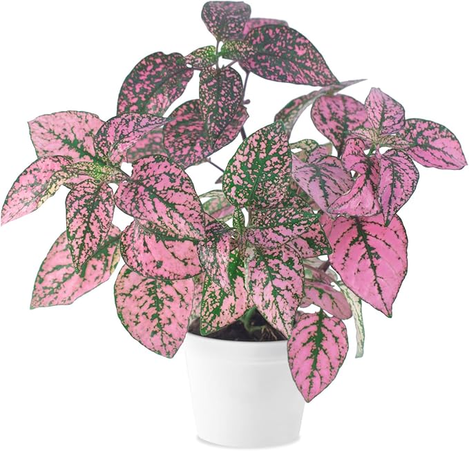 Pink Polka Dot Plant (4-Pack) - Live Houseplants, Small Indoor Plants, Hypoestes Pink- Colorful, Air-Purifying House Plants
