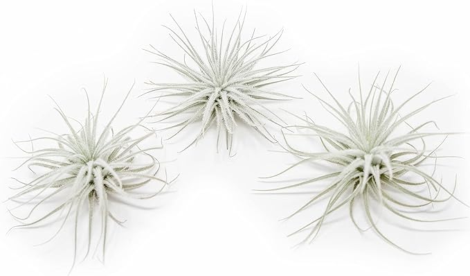 Large Tectorum Ecuador Air Plant - Live Tillandsia Succulent House Plants - Available in Wholesale and Bulk - Home and Garden Decor - Easy Care Indoor and Outdoor Plants (Large-1 PC)