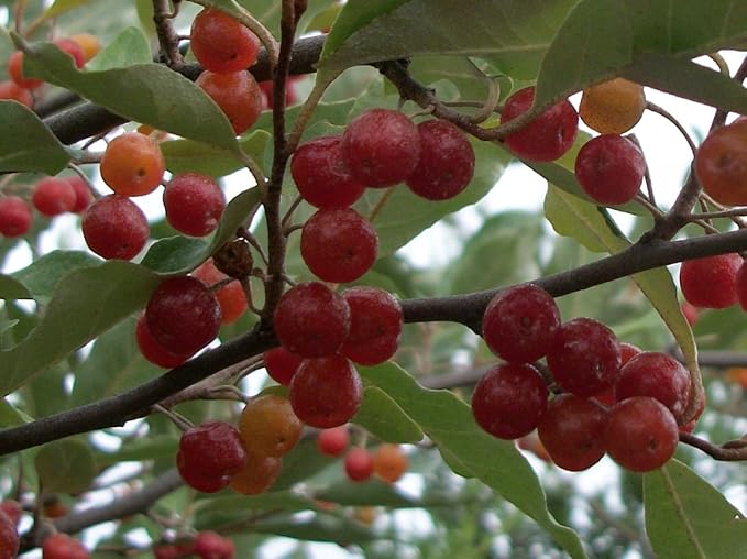 Autumn Olive - Elaeagnus umbellata - 20 Seeds