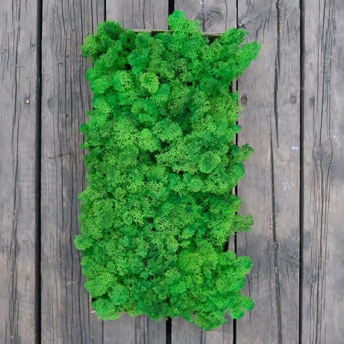 prefleur Preserved Reindeer Moss Natural Green DIY Kit Gardenning Art Wall Decor Florist Decor Easter Table Decor Wedding