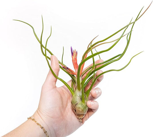 Air Plant Shop 3 Pack Large Bulbosa Belize Air Plants - Succulents - Live Tillandsia - Easy Care Indoor and Outdoor House Plants
