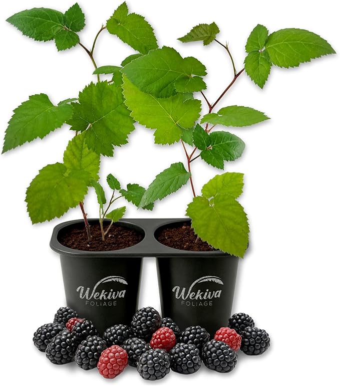 Prime Ark Freedom BlackBerry Plant - 2 Live Starter Plants - Rubus - Edible Fruit Bearing Bush for Patio and Garden