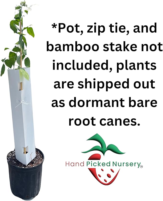 Heritage Raspberry Plants (5 Plants) - 5 Raspberry Supports Included! - Bare Root Plants from Hand Picked Nursery