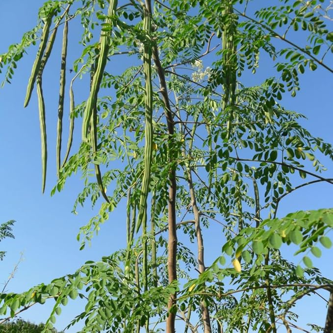 Moringa Plant Live, Moringa Oleifera Live Plant 4” Potted, Fast-Growing Tree for Indoor Outdoor Gardens