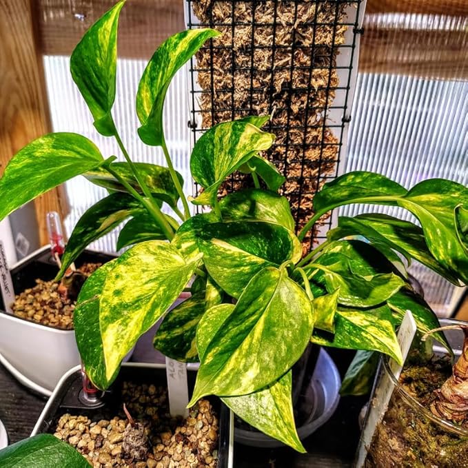 Golden Pothos Live Plant, 6" Potted Plant, Easy Care Indoor Vine, Hanging Green Foliage for Shelves and Desks