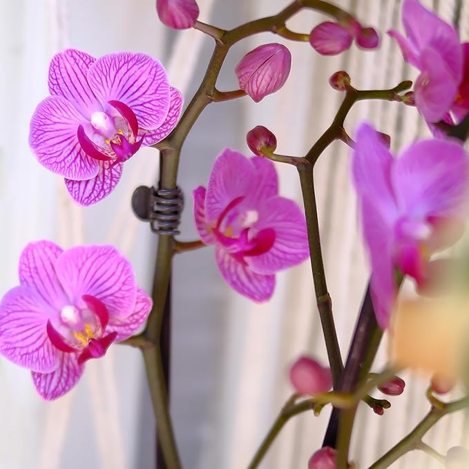 Premium Purple Live Orchid Plant Blooming in 3.5" Blue & White Orchid Pot, Live Plants, Houseplant Gifts, Approx. 16" Tall, Pet Friendly Houseplants, Phalaenopsis Moth Flower by Plants for Pets