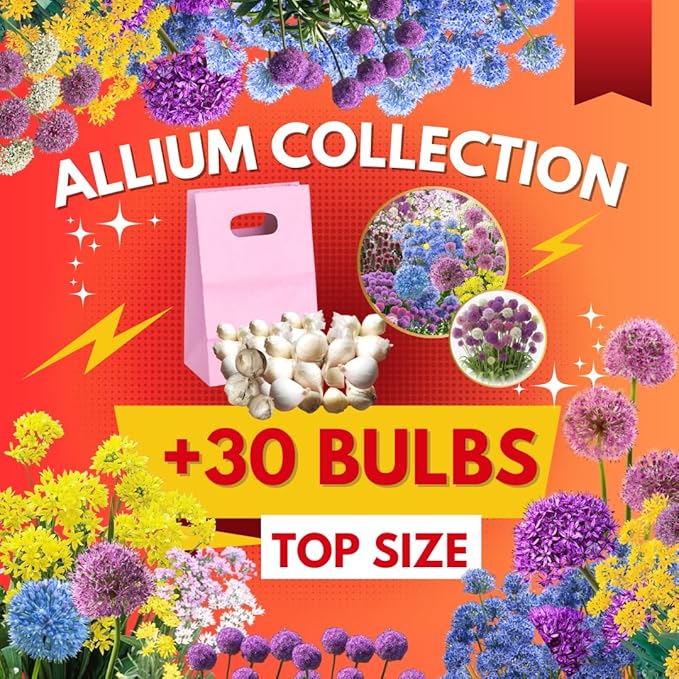30 Mixed Allium Bulbs, Ornamental Allium Bulbs, Mix Perennial Flowering Onion Alliums Bulb, Easy to Grow, Colorful Flower Bulbs for Spring Blooms, Gardens, Pots and Landscaping