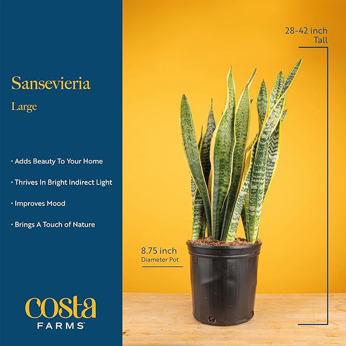 Costa Farms Live Snake Plant, Sansevieria, Easy Care House Plant in Premium Decor Pot, Houseplant in Potting Soil Mix, Succulent Plant Gift for Housewarming, Office and Home Decor, 2-3 Feet Tall
