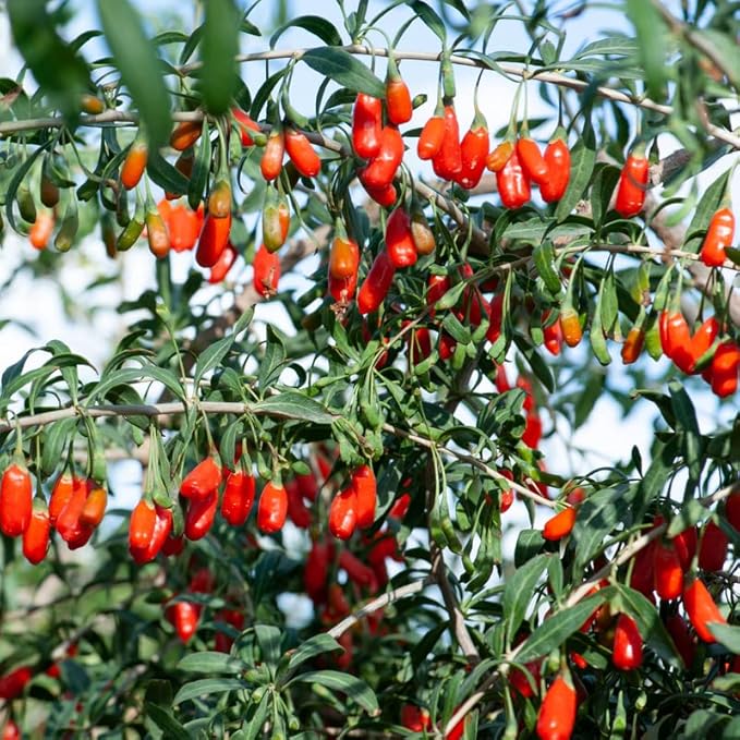 2 Red Goji Berry Trees Live Bareroot 8 to 12 Inc Height for Planting Ornaments Perennial Garden Simple to Grow Pots, Sweet Berry Fruits