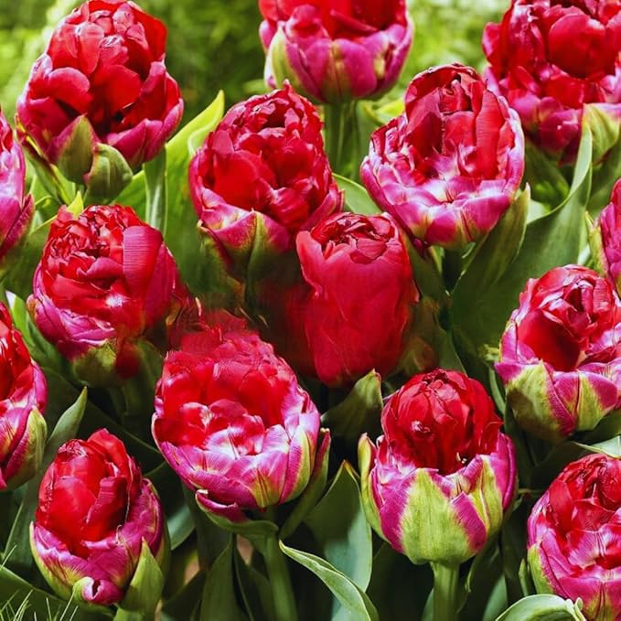 10 Tulip Bulbs for Fall Planting Bulk, Tulip Bulb, Perennial Flower Bulbs for Garden Growing, Tulip Bulbs Bulk (Ice Cream)