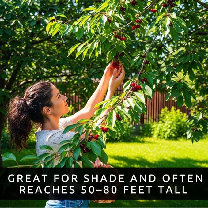 Black Cherry Fruit Tree Live Plant Seedling - Prunus serotina, Great for Home and Garden Yards Planting - No Ship to California - Native Edible Cherry Shade Tree