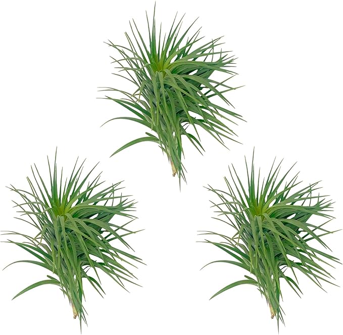 ragnaroc Air Plants - Flowering Tillandsia Pink Paske Large 5" - 3ct - Live Arrival Guaranteed - House Plants for Home Decor & Gift