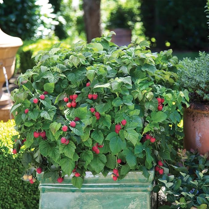 Bushel & Berry 2 Gal. Raspberry Shortcake Raspberry Shrub